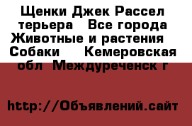 Щенки Джек Рассел терьера - Все города Животные и растения » Собаки   . Кемеровская обл.,Междуреченск г.